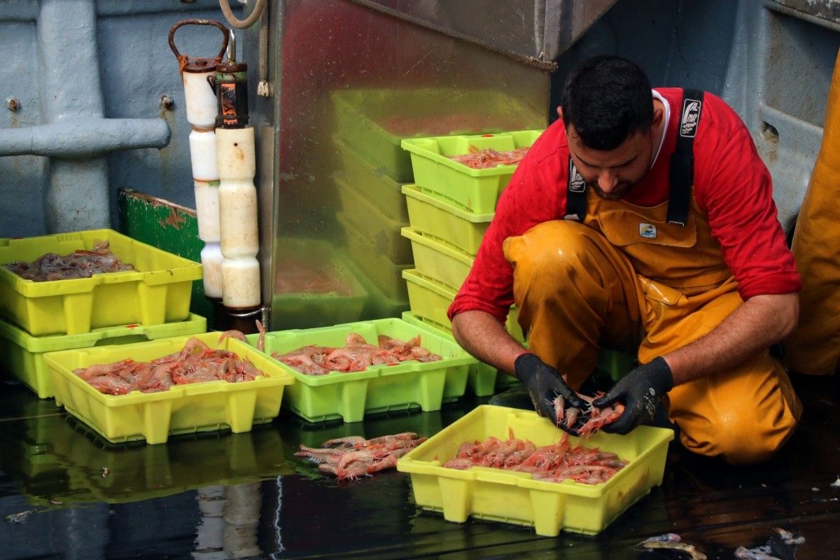 Un mariner triant gamba damunt la barca, al Serrallo de Tarragona, el darrer dia de feina abans de l'inici de la veda biològica de dos mesos.