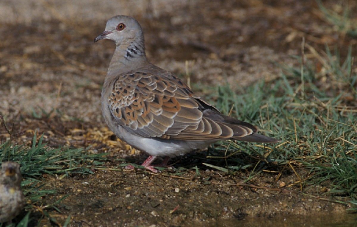 Tórtora europea (Streptopelia turtur).