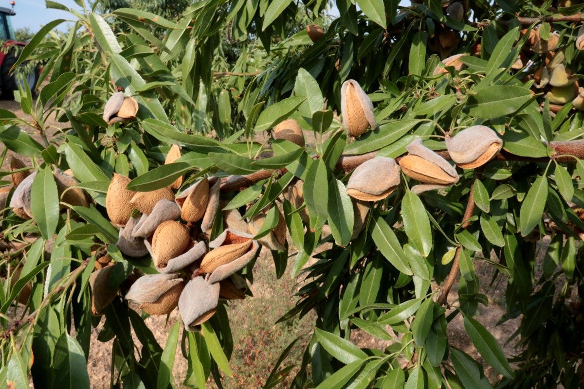 Pla detall d'ametlles de la varietat Vayro en una finca d'Aspa, el 25 d'agost del 2021. 