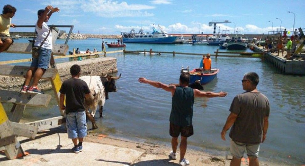 El recinte dels 'bous a la mar' de Les Cases s'ha tancat enguany amb barreres de fusta.