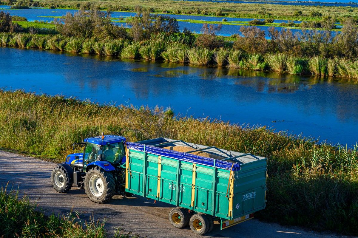 Comença la sega de l'arròs al Delta de l'Ebre