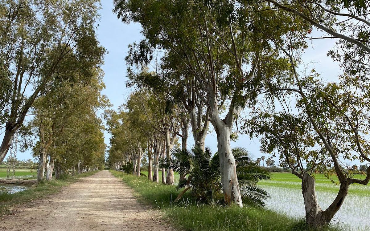 Camí d'accés a la finca arrossera del Delta, flanquejat d'eucaliptus.