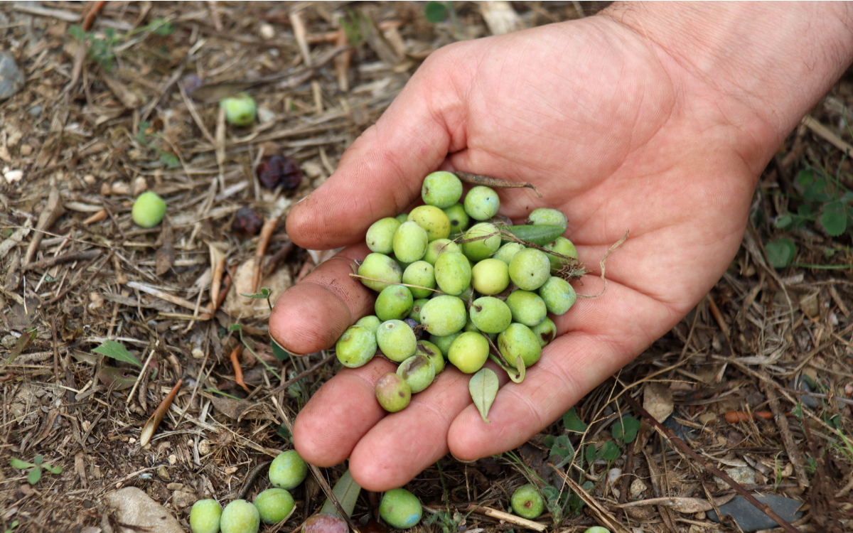 Un grapat d'olives, en una imatge d'arxiu.