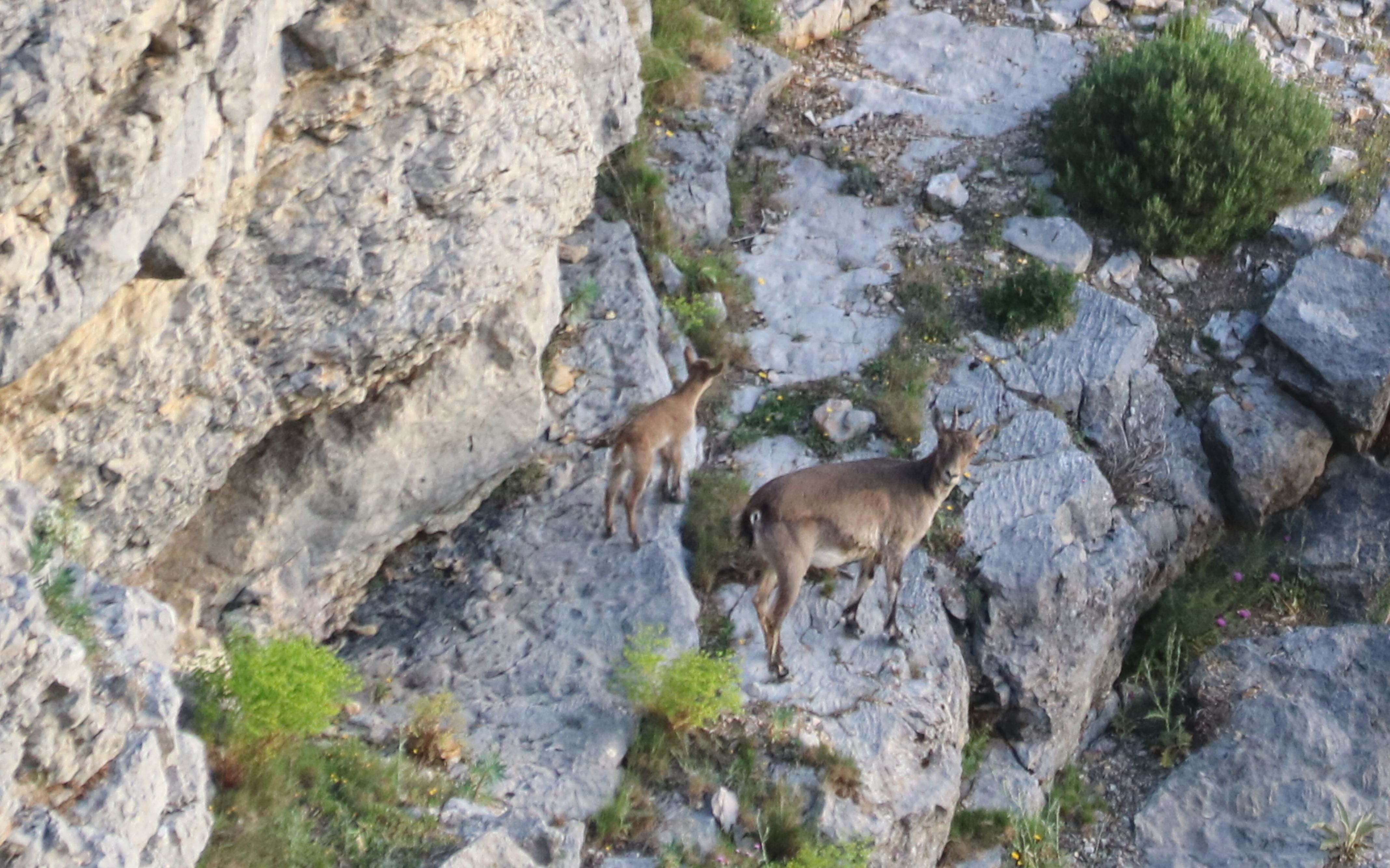 Una cabra ibèrica i el seu cabrit pasturen per les Roques de Benet d'Horta de Sant Joan