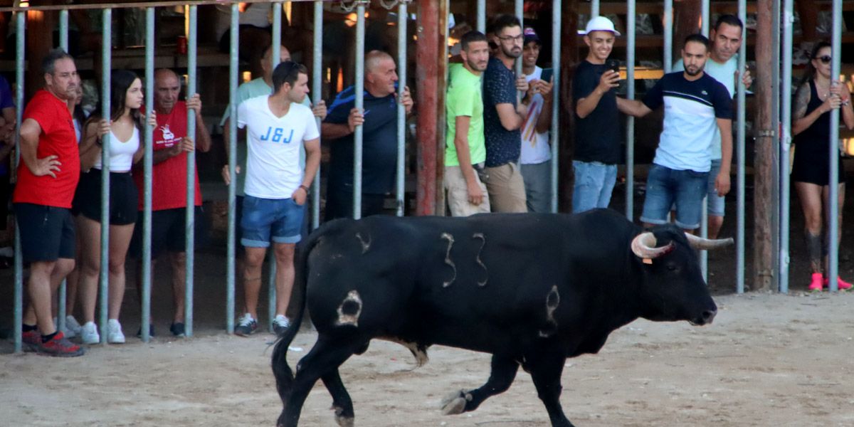 Un bou als correbous de l'Aldea