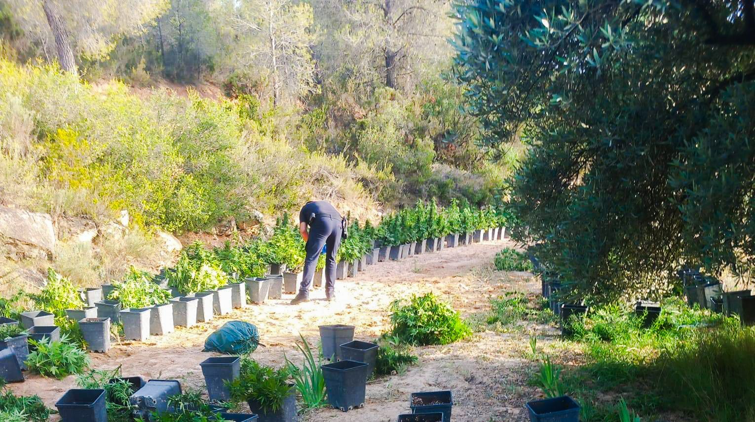 Plantació de marihuana trobada a Flix