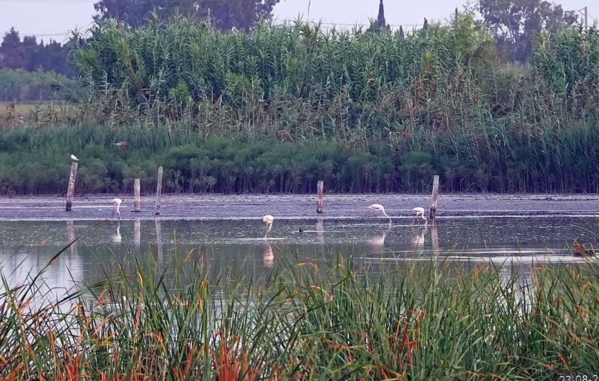 Imatge captada per la càmera a la llacuna de Riet Vell.