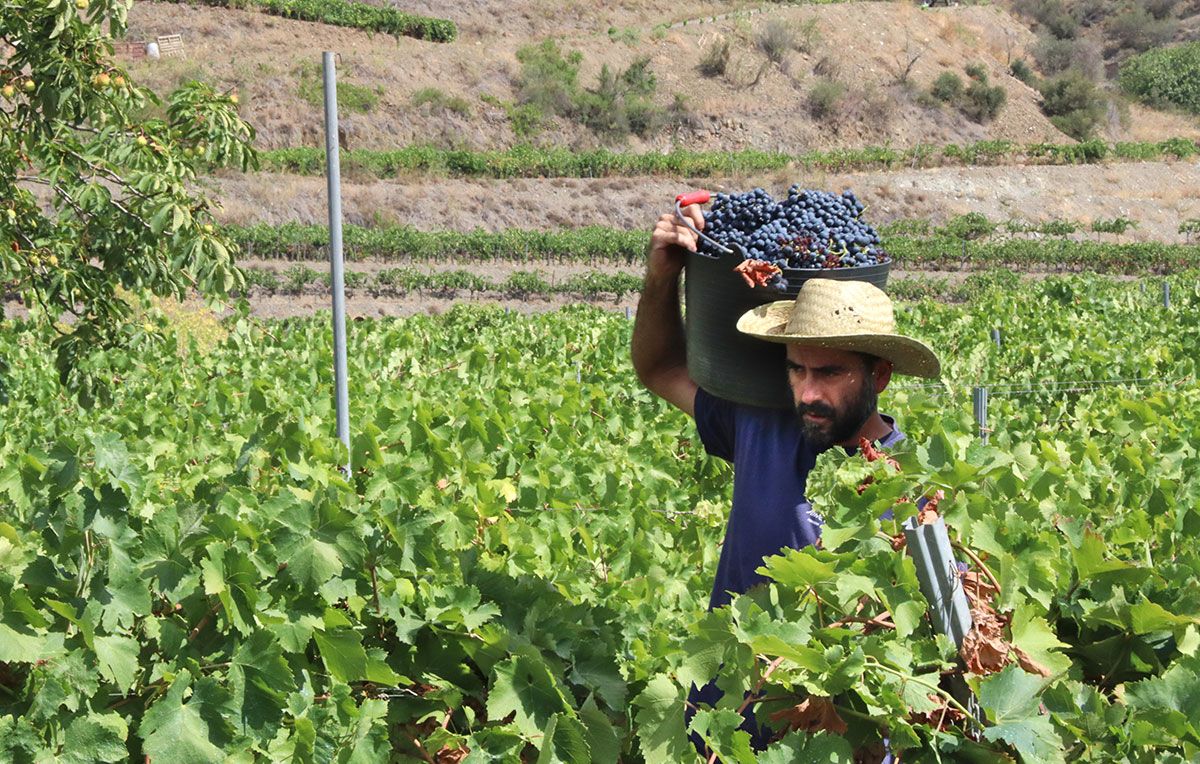 Un viticultor collint raïm a Porrera.