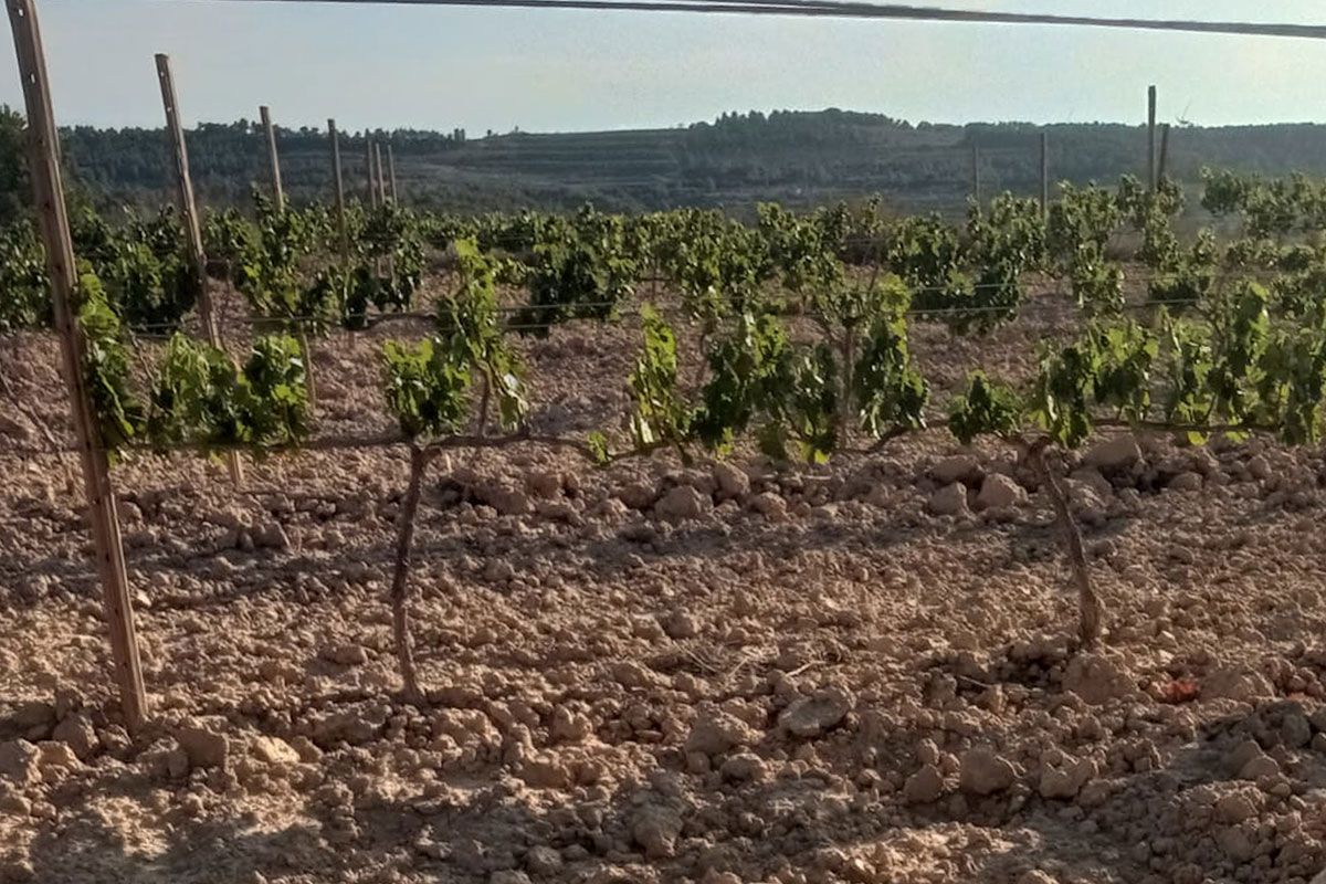 Una finca de vinya de la Terra Alta.