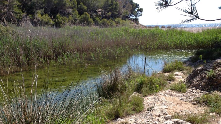 Llacuna del Torrent del Pi, a l'Ametlla de Mar  