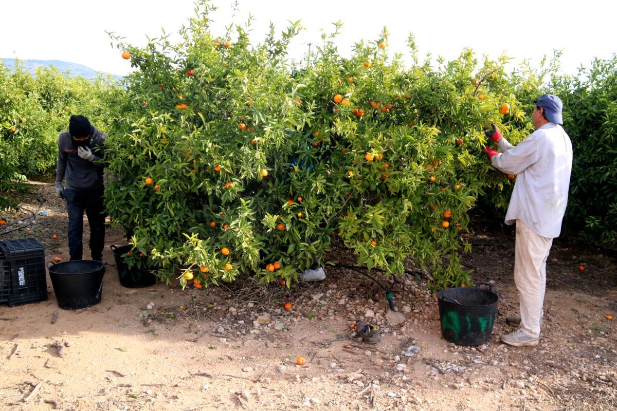 Temporers collint mandarines a Alcanar