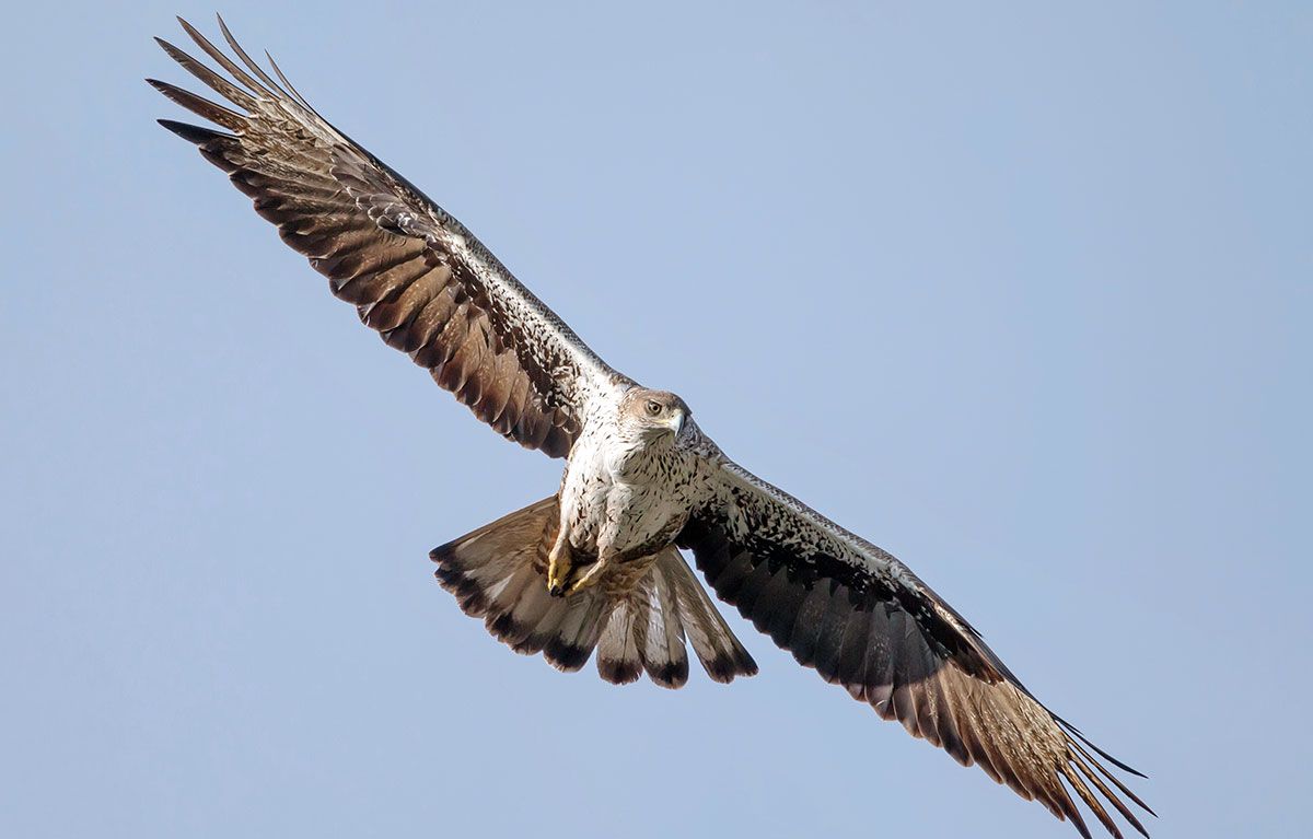 Un exemplar d'àguila cuabarrada, en una imatge d'arxiu.