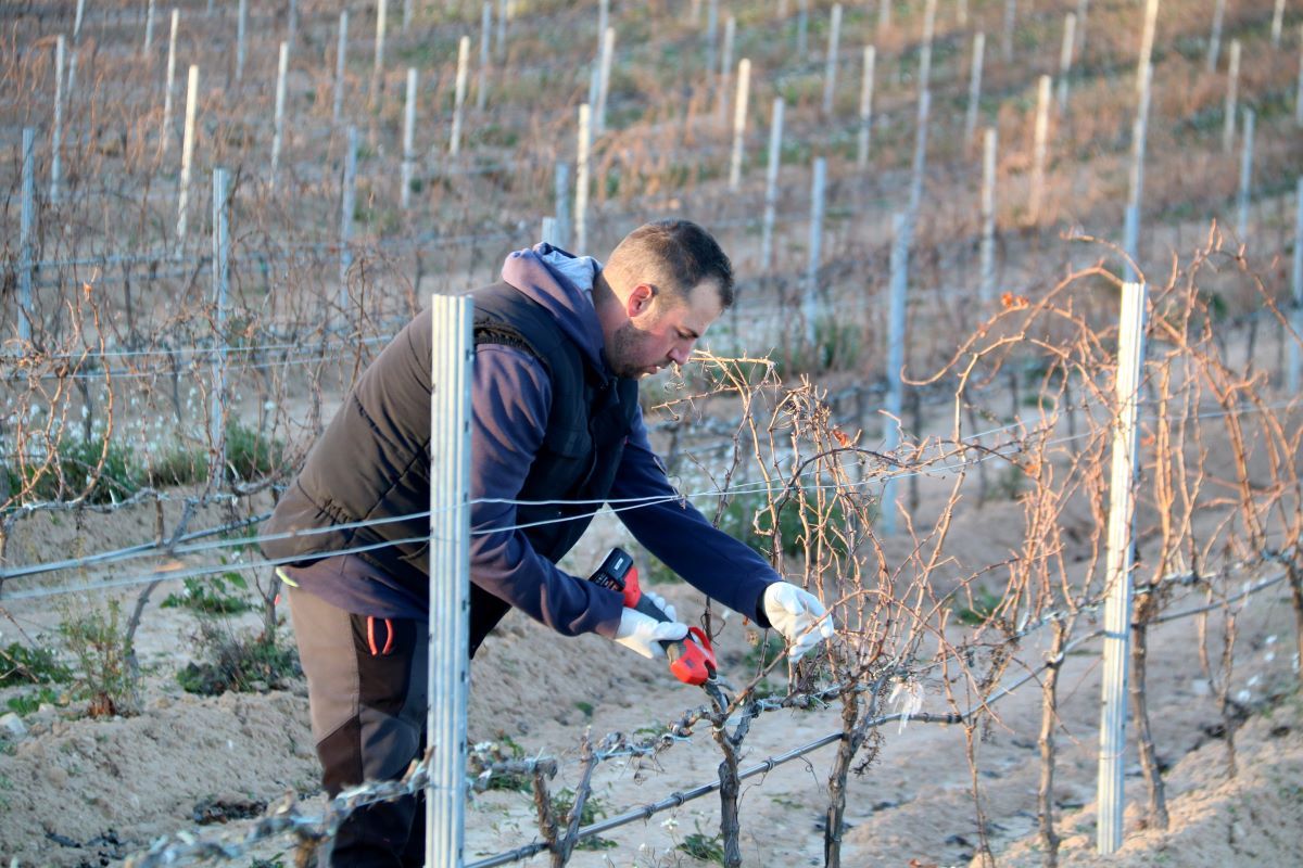 El jove agricultor joan Llorens poda una vinya a Batea 