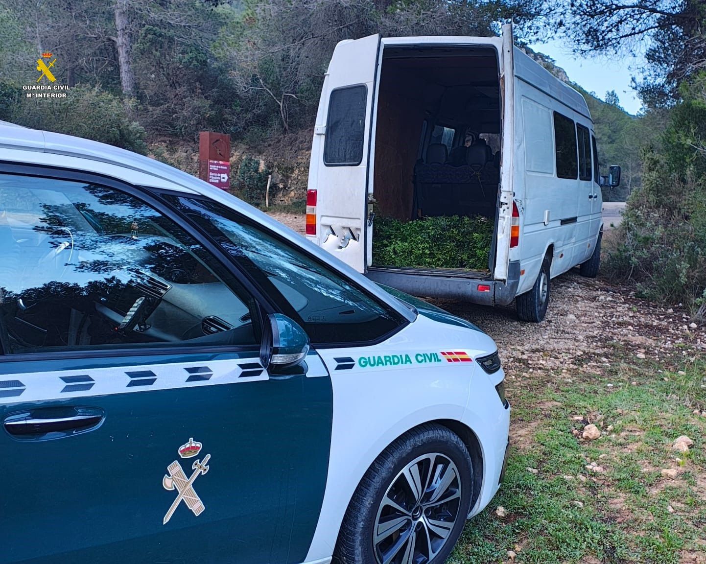 Llentiscle intervingut a la Fontcalda de Gandesa