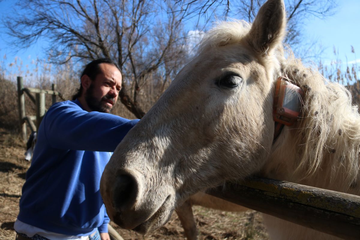 El tècnic de projectes i conservació del Grup Natura Freixe, Santiago Bateman, acaricia un dels cavalls que porta dispositius GPS per monitorar la seua activitat a la reserva de Sebes  