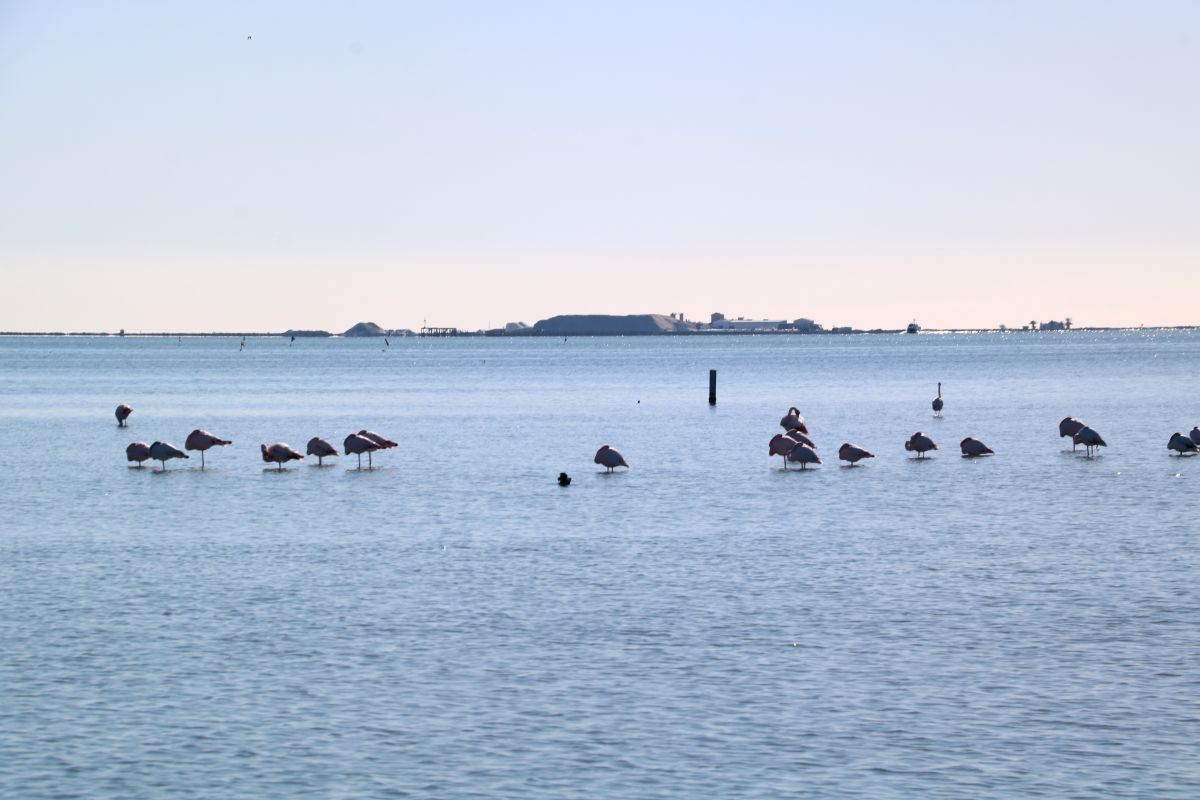 Flamencs a la badia dels Alfacs, davant de les salinies de la Trinitat